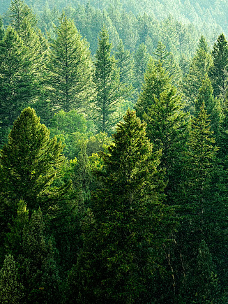 Bild mit einer grünen üppigen Waldlandschaft